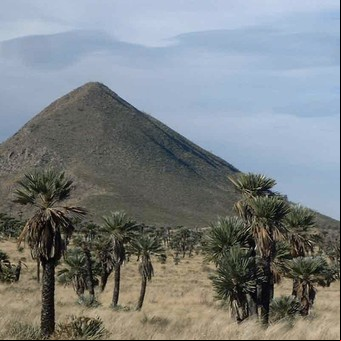 Volcanes y palmeras, una sorpresa en el paisaje de las sierras de Córdoba