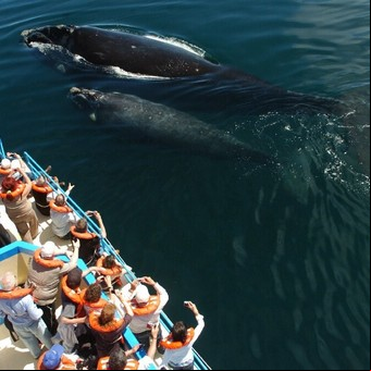 Empezaron a llegar las primeras ballenas a Puerto Madryn