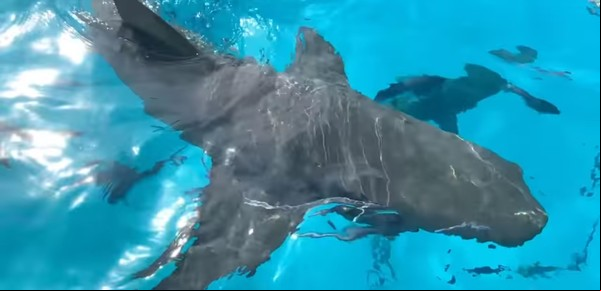 Un perro se arrojó al mar, enfrentó a un tiburón y fue filmado por turistas: "¡Salí de ahí, bebé, por Dios!"