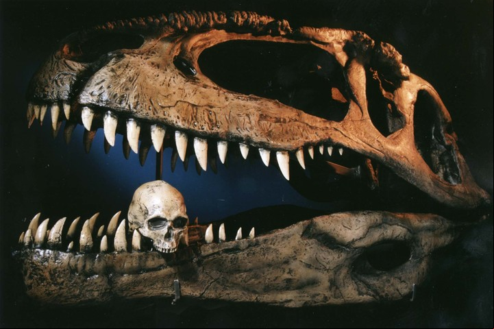 Reconstrucción del esqueleto de un dinosaurio, en el museo de ciencias naturales de Filadelfia.