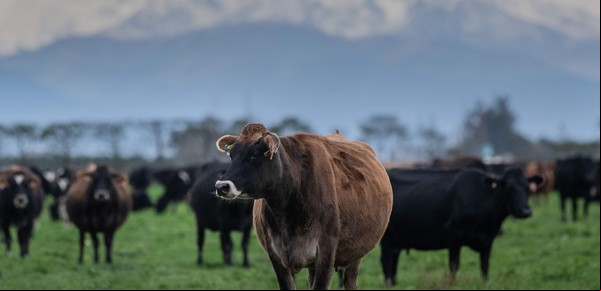 Lanzarán un satélite para rastrear los efectos que producen los eructos de las vacas