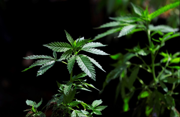 Jamaica, un país que los extranjeros asocian con la marihuana, el reggae y los rastafarians, autorizó la venta de marihuana con fines médicos y de pequeñas cantidades para consumo recreativo en el 2015 (AP).