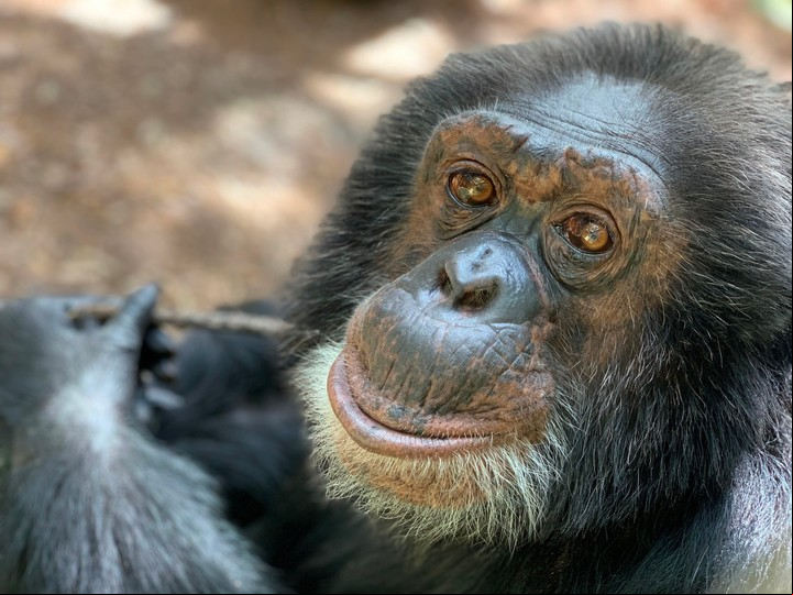 Jackson, quien murió en 2009 a los 50 años, compró el chimpancé cuando era un bebé en 1983 en un centro de investigación de Texas.. Foto AFP