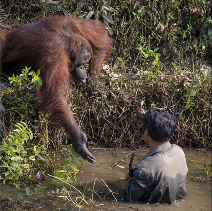 La orangutana Anih tiene 26 años y hace 20 que conoce a Syahrul, el hombre en el río (Twitter).