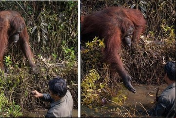 La orangutana que salvó a un hombre en un río lleno de serpientes