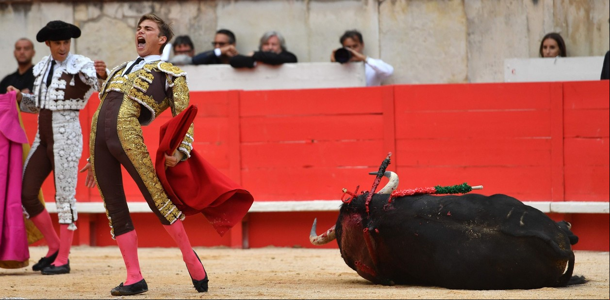 Corrida de toro en Pentecost feria, Francia. El torero francés Andy Younes después de matar a un toro.
Foto: AFP/ PASCAL GUYOT