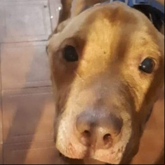 La historia de Káiser, el pitbull al que rescataron con una amoladora y le sacaron 500 gusanos del cuello