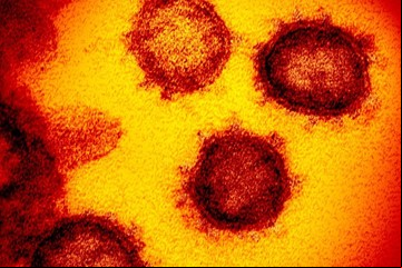 Cómo surgió el Covid: dos nuevos estudios publicados en Science dan precisiones y un dato clave