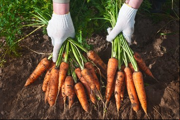 Calendario de siembra: qué plantar en invierno en la huerta del balcón