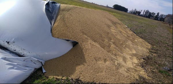Silo bolsas: denuncian "tinte político" y advierten sobre "medidas en defensa propia"