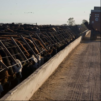 Por qué usar mezclas de extractos de quebracho y castaño en la nutrición de rumiantes