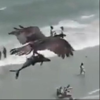 Un video muestra a un águila que atrapa a un tiburón y se lo lleva volando