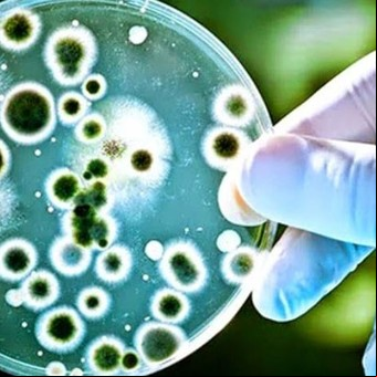 Sorprendente: encontraron más de 30 mil virus desconocidos escondidos en el ADN de los microbios