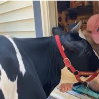 El amor de una vaca al hombre que la salvó de ser sacrificada