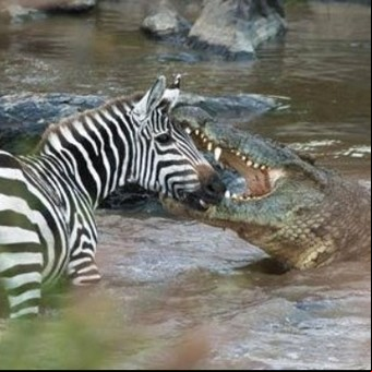 Tremendo video: un cocodrilo atrapa a una cebra en medio del río pero el final es inesperado