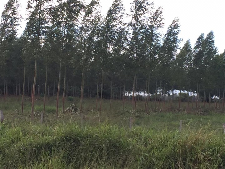 Humedales. Las entidades agropecuarias correntinas advierten que la actividad forestal, aunque se desarrolle en terrenos secos, podría verse restringida por los proyectos de ley presentados en el Congreso, al estar ubicada en zonas de hidromorfismo, con napas altas.