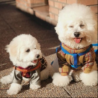 Los perritos influencers que arrasan con los like en las redes sociales
