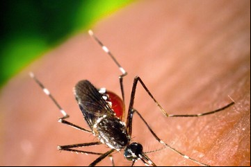 Citronela: qué es y cómo usarla para ahuyentar los mosquitos