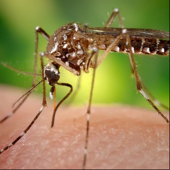 Dengue leve o grave: síntomas, cuándo hay que testearse y dónde acudir