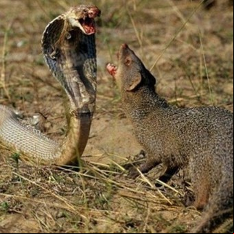 Grabaron un combate entre una mangosta y una cobra