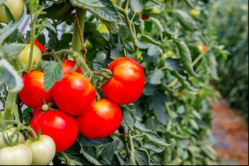 Calendario de siembra: qué plantar en septiembre en tu balcón