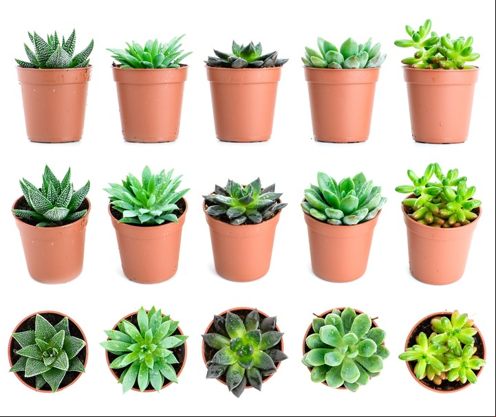 Estas pequeñas plantitas que tienen fanáticos y seguidores precisan una atención especial. Foto: Shutterstock.
