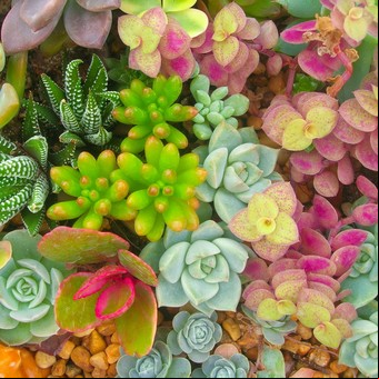 Cactus y suculentas: cómo regarlas sin ahogarlas, multiplicarlas y otros cuidados que tenés que saber