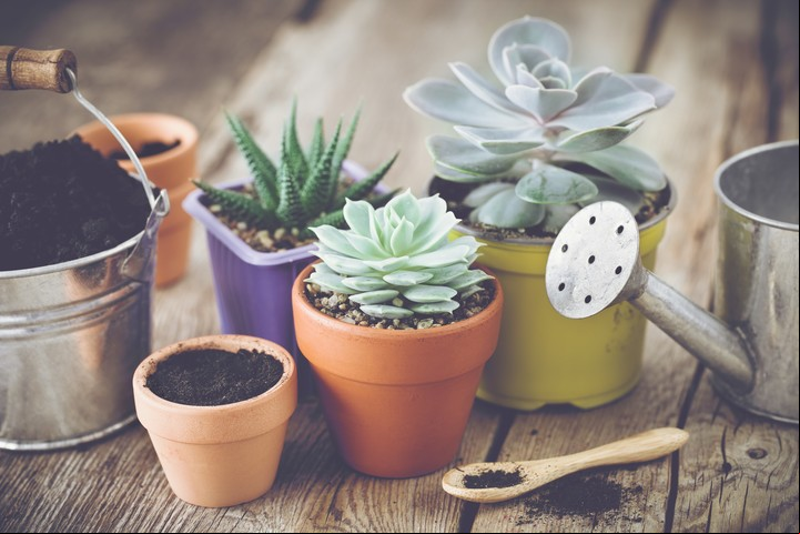 Cactus y suculentas: cómo regarlas sin ahogarlas, multiplicarlas y otros cuidados que tenés que saber. Foto: Shutterstock.