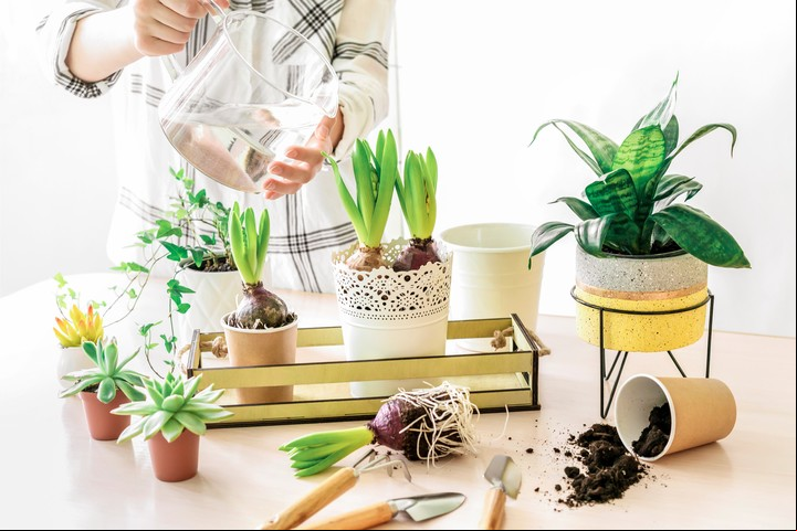 Armate una rutina para cuidarlas y multiplicarlas, para regarlas y para conectar con la naturaleza domesticada. Foto: Shutterstock.