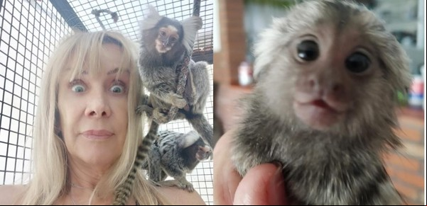 Rescató a dos monos y vivió con ellos como si fueran sus hijos