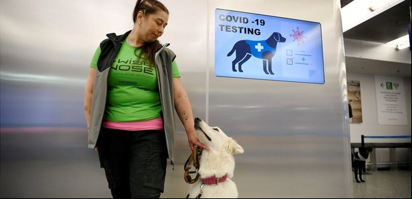 Para esta prueba de coronavirus no usan tu nariz sino la de un perro