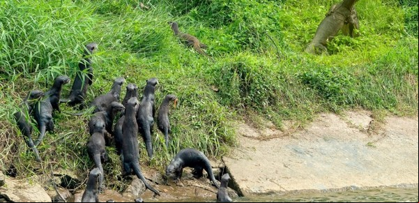 En primera fila: una familia de nutrias cruzó un río para ver la pelea entre dos lagartos