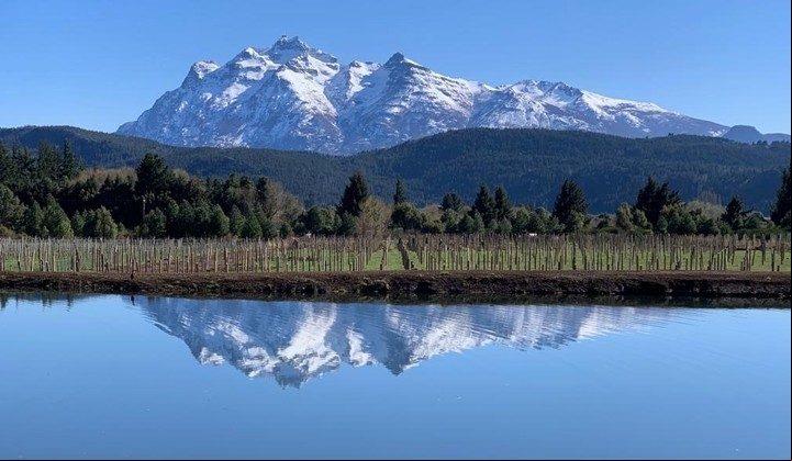 Los viñedos de Casa Yagüe, en la localidad de Trevelin, Chubut. Foto: Casa Yagüe.