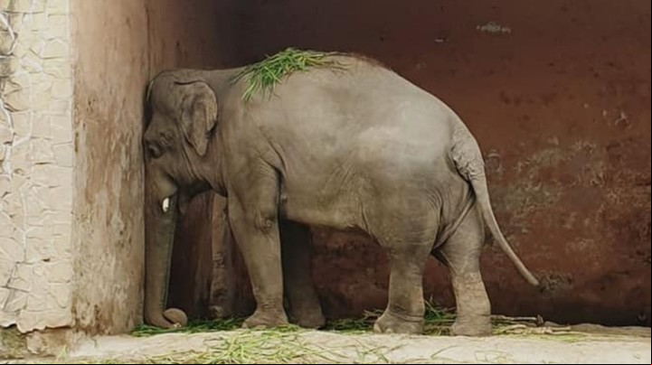 Así vivió durante años Kaavan. Sólo, deprimido, mal alimentado y encadenado.