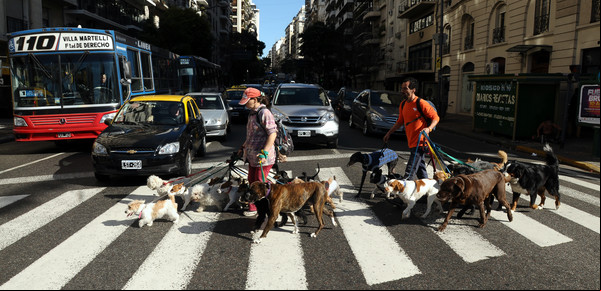 Multas muy duras y un registro de mascotas: cómo serán las nuevas leyes para proteger a los animales en la Ciudad