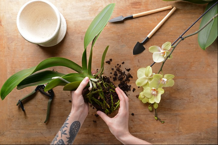 Los sustratos de las orquídeas convienen cambiarlos como regla general cada dos años, salvo excepciones. Foto: ilustración Shutterstock.