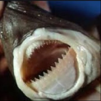 El raro tiburón que devora todo en el triángulo de las Bermudas y hasta ataca submarinos