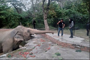 Kaavan, el elefante más solitario del mundo, inició su viaje a la libertad y la cantante Cher está con él