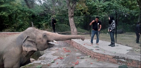 Kaavan, el elefante más solitario del mundo, inició su viaje a la libertad y la cantante Cher está con él