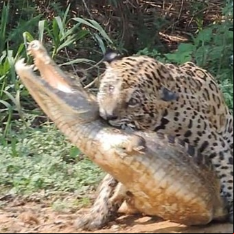 Tremendo video: así ataca Mick Jaguar, el felino que es famoso por devorar caimanes