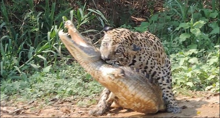 Micj Jaguar le clava los dientes en el cuello al caimán (Captura de video).