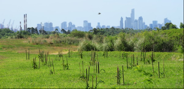 De basural a pulmón verde: la transformación del relleno sanitario de Villa Domínico