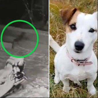 Video: una perra se abalanzó sobre un lobo que estaba cerca de su joven dueño