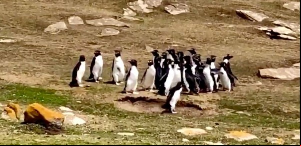 Dos grupos de pingüinos se cruzan y un par de ellos están muy distraídos