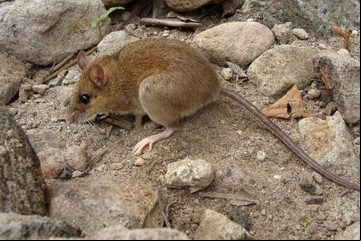 El ratón que sobrevivió a un apocalipsis volcánico