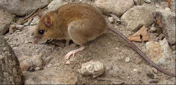 El ratón que sobrevivió a un apocalipsis volcánico