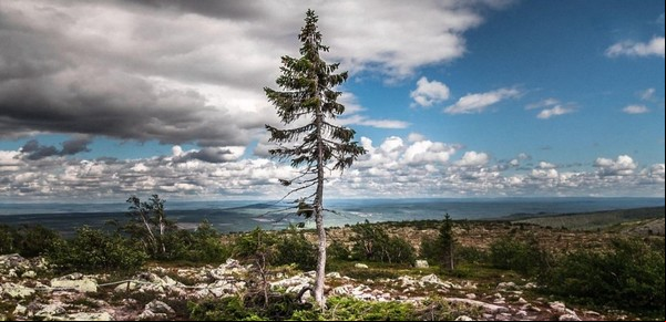 La fabulosa vida de Old Tjikko, el árbol más viejo del mundo con sus 9.564 años