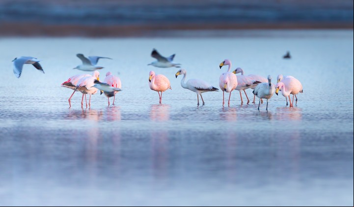 Parinas chicas en la laguna de Ansenuza, también conocida como Mar Chiquita. Foto Pablo Rodriguez Merkel.