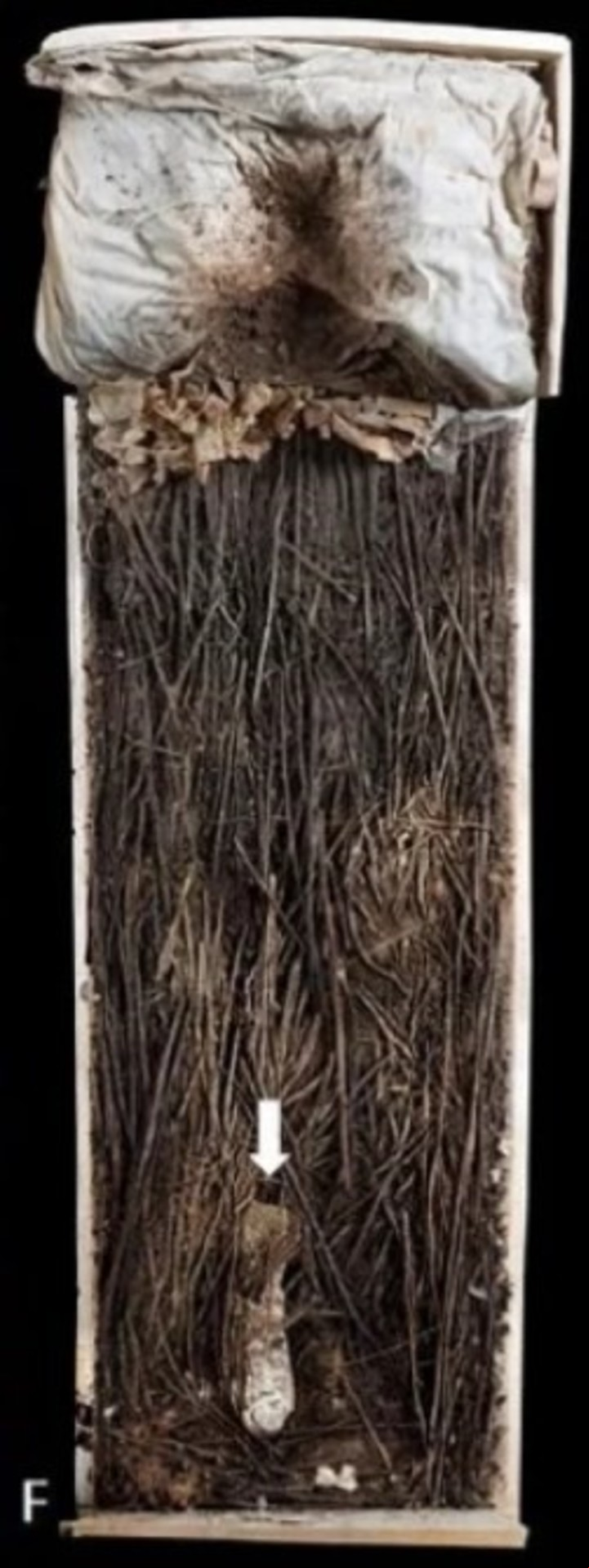 La flecha señala el feto (Krzewinska y col., J. Archaeol. Sci. Rep., 2021).