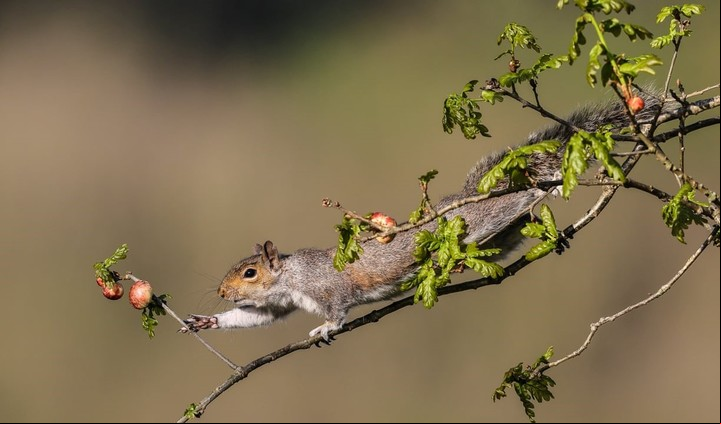 Los árboles que crecen gracias a las semillas olvidadas por las ardillas. Foto: Robin Morrison. /mammal.org.uk